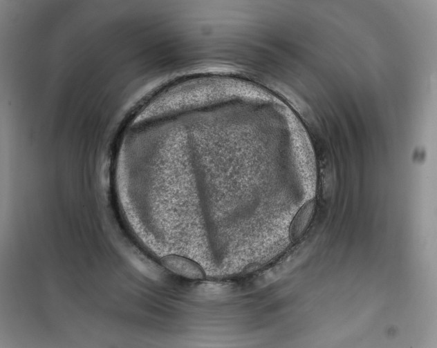 X0000100950350200807221126