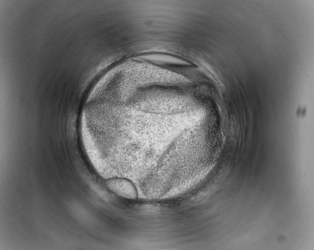 X0000100950394200807221126