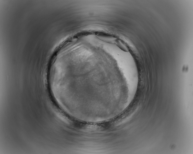 X0000100950399200807221126