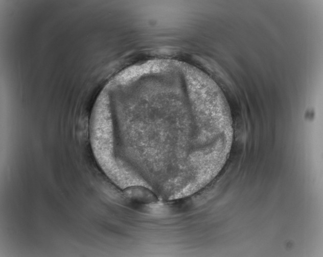 X0000100950425200807221126