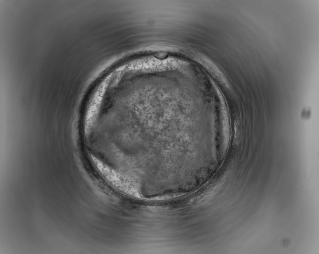 X0000100950436200807221125