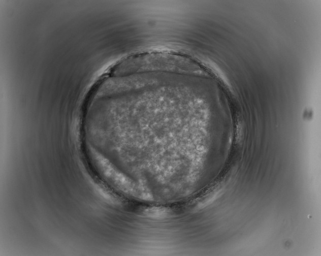 X0000100950444200807221125