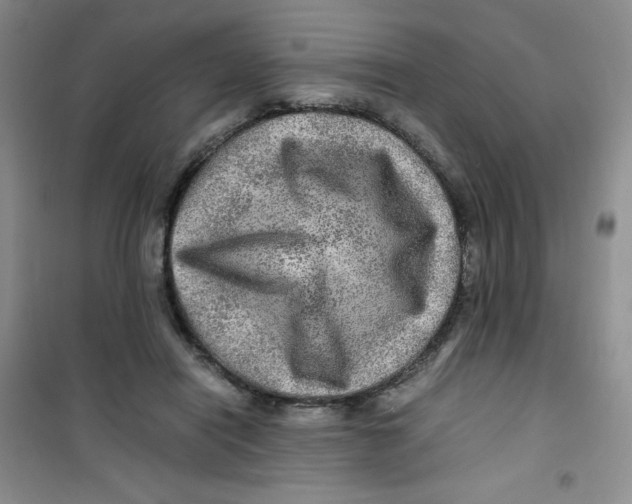 X0000100950454200807221125