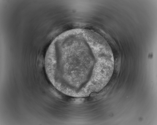 X0000100950474200807221125