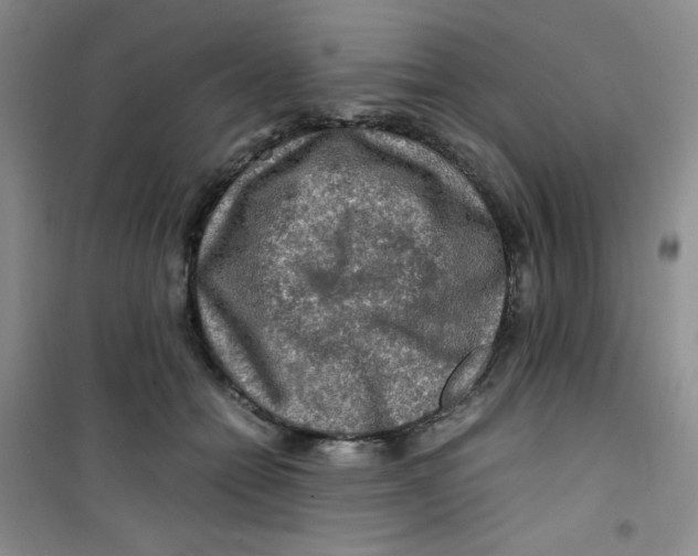 X0000100950558200807221124