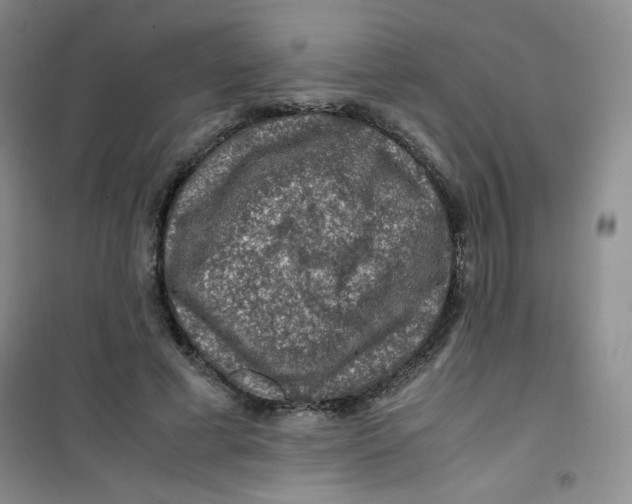 X0000100950593200807221123