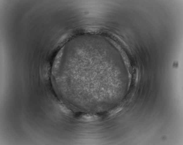 X0000100950712200807221121