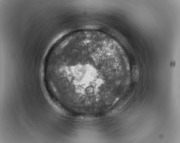 X0000100950726200807221120