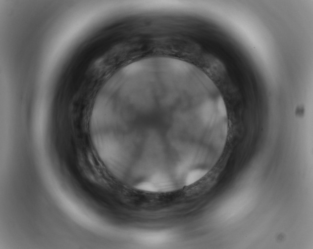 X0000100950765200807221121