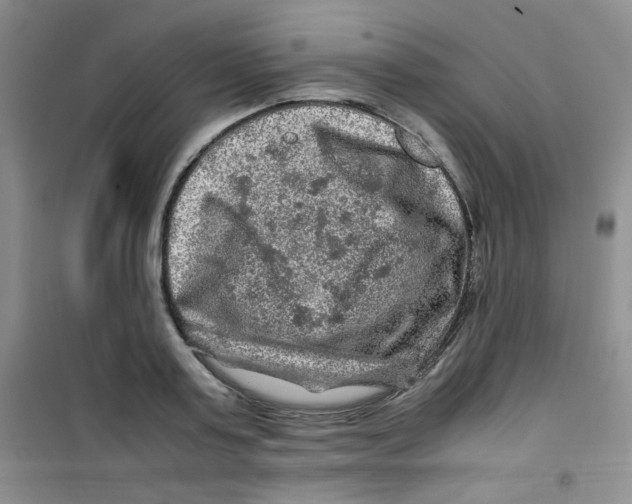 X0000100950795200807221120