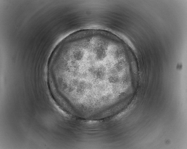 X0000100950839200807221119