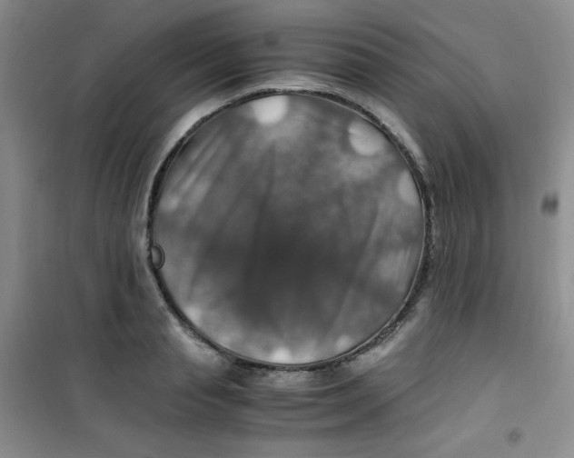 X0000100950845200807221119