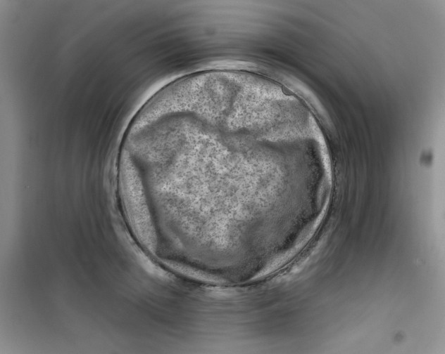 X0000100950852200807221119