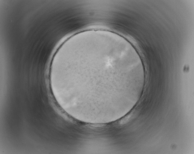 X0000100950864200807221119