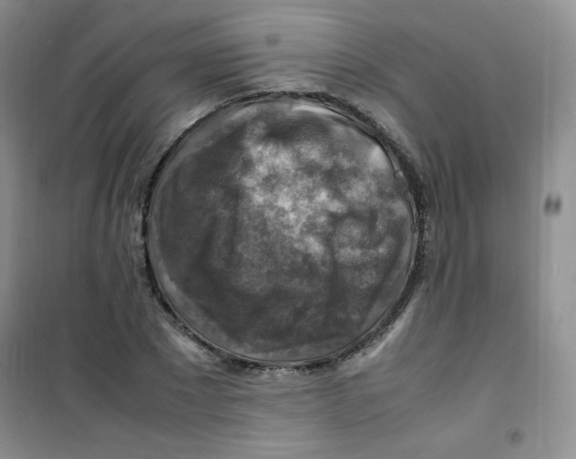 X0000100950881200807221118