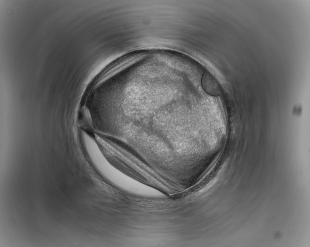 X0000100950885200807221118