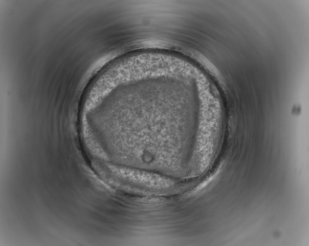 X0000100950930200807221117