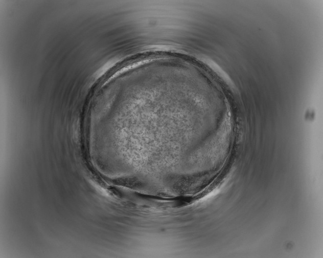 X0000100950969200807221117