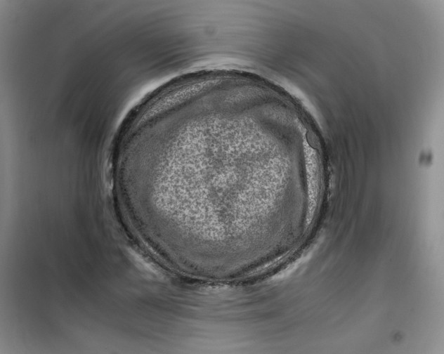 X0000100950973200807221117