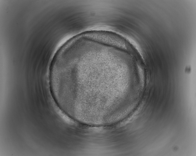 X0000100950990200807221117