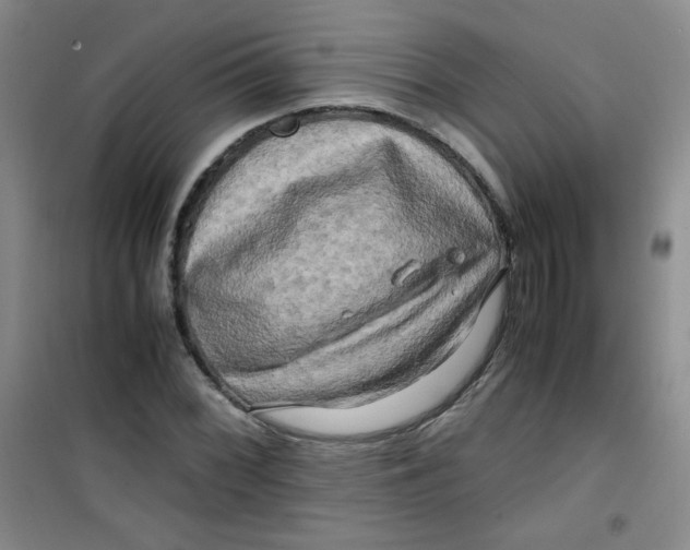 X0000100951068200807221115