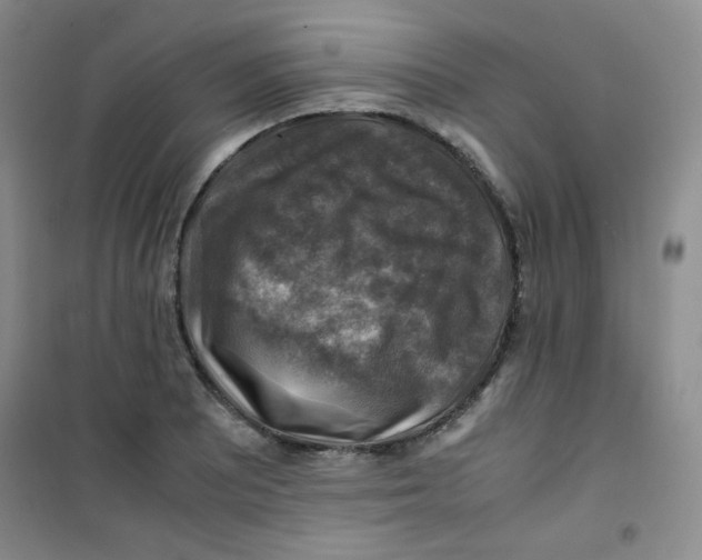 X0000100951081200807221115