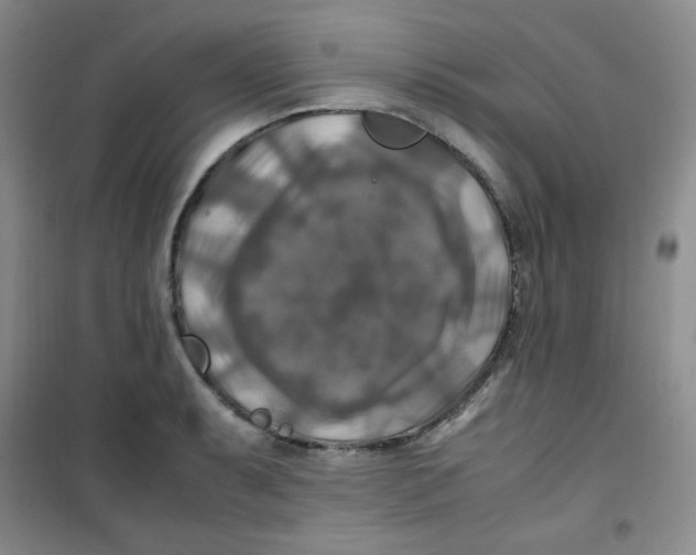 X0000100951087200807221115