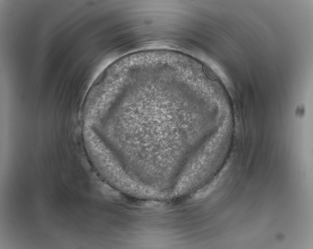 X0000100951097200807221115