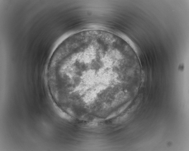 X0000100951098200807221115