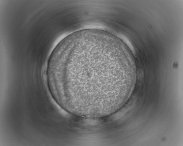 X0000100951103200807221115