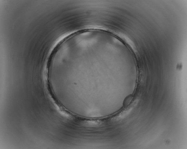 X0000100951125200807221115