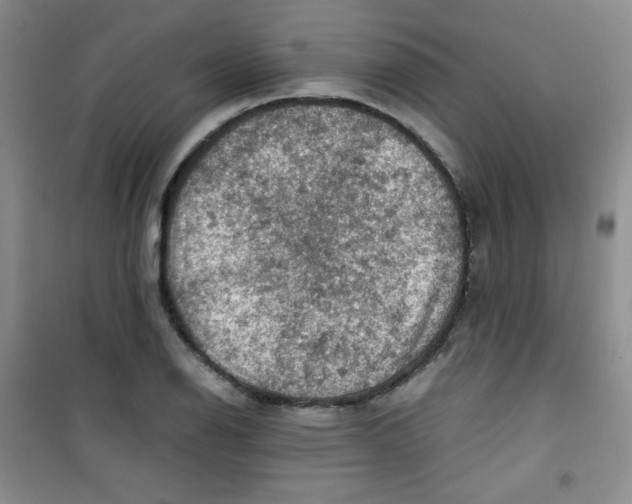 X0000100951126200807221115