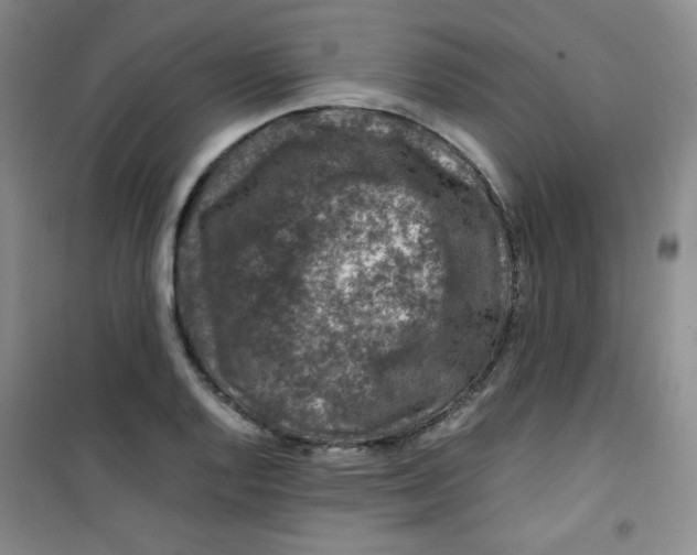 X0000100951128200807221115