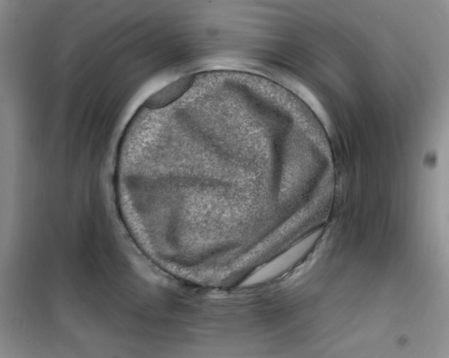 X0000100951146200807221115