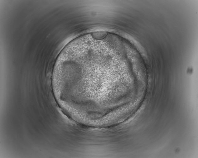 X0000100951185200807221114