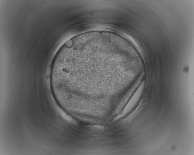 X0000100951235200807221113