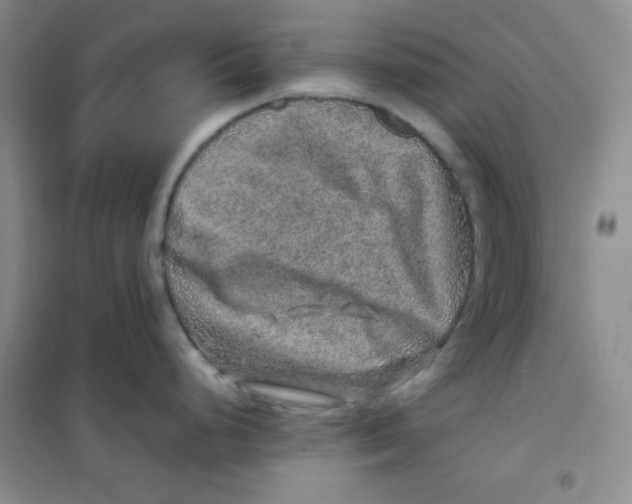 X0000100951248200807221113