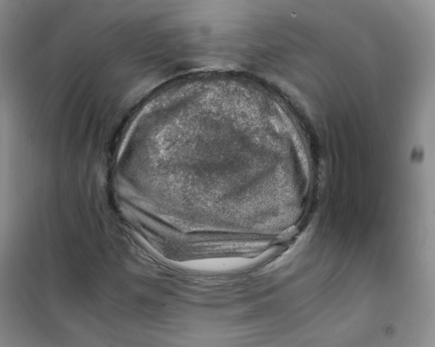 X0000100951257200807221113