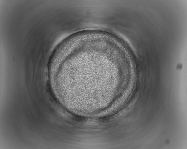 X0000100951267200807221113