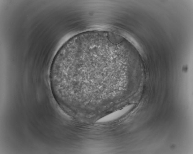 X0000100951283200807221112