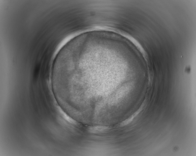 X0000100951294200807221112