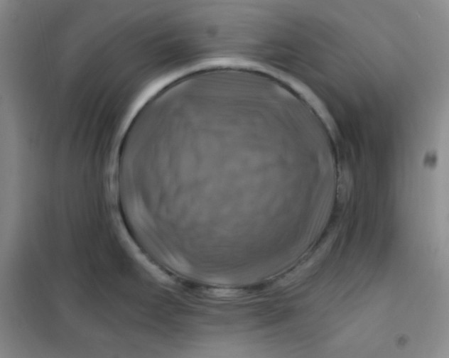 X0000100951295200807221112