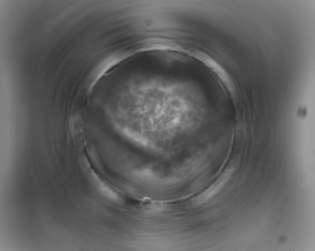 X0000100951385200807221111