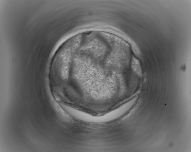 X0000100951530200807221109