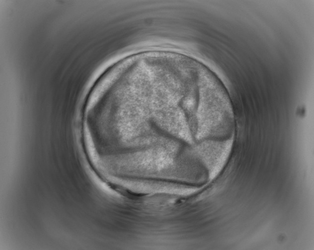 X0000100951531200807221109