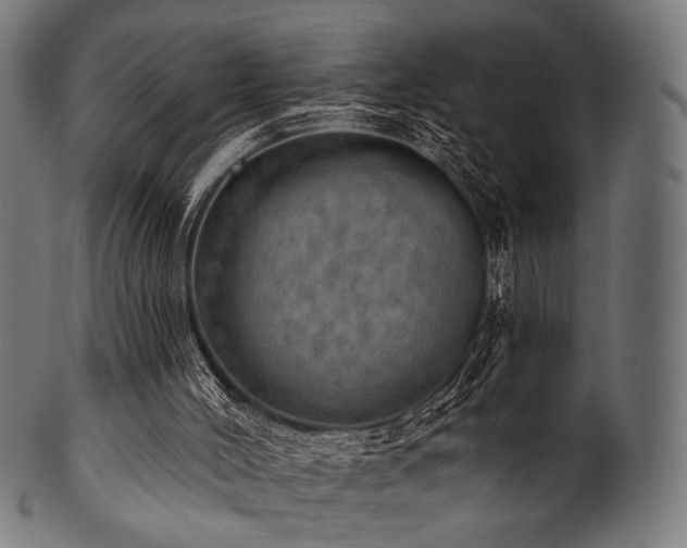 X0000100960004200806241538