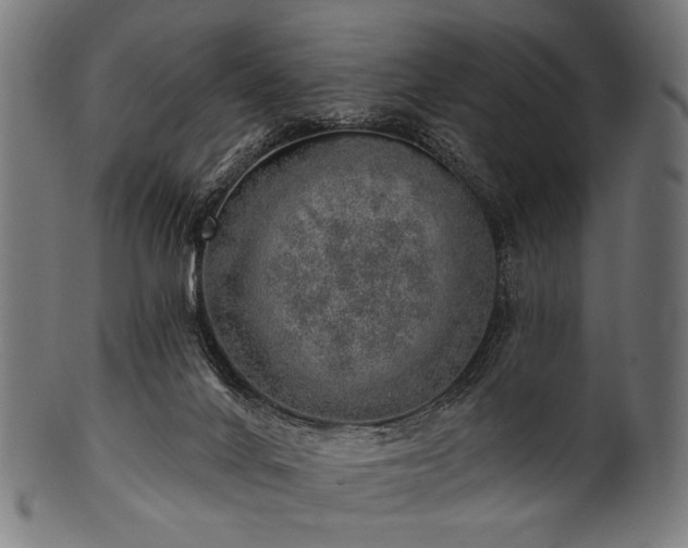 X0000100960024200806241538