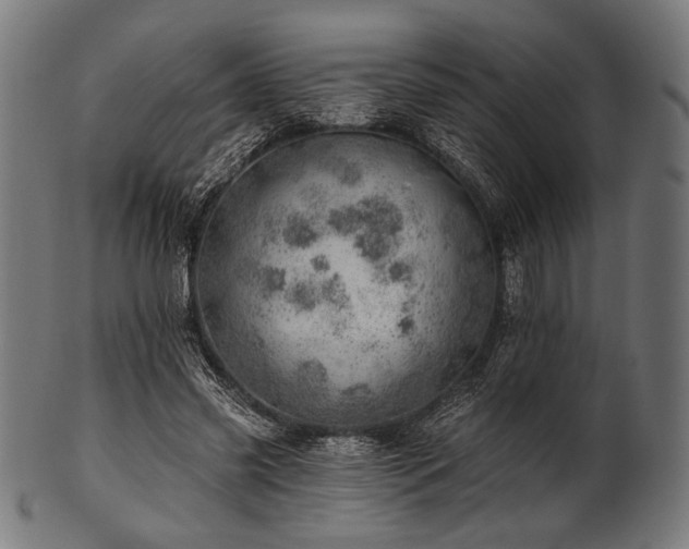 X0000100960541200806241529