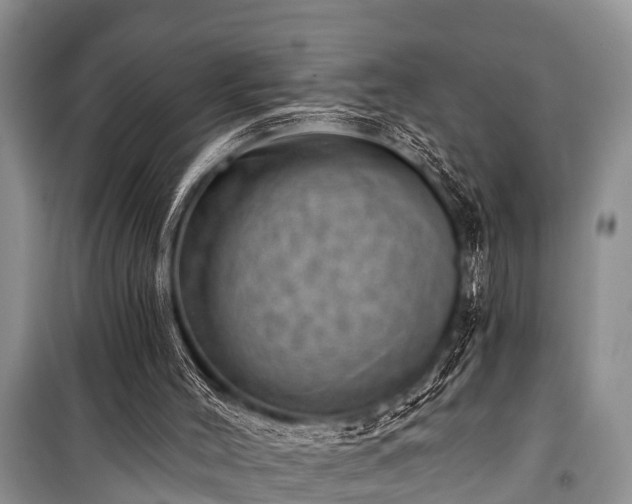 X0000100960004200807011343