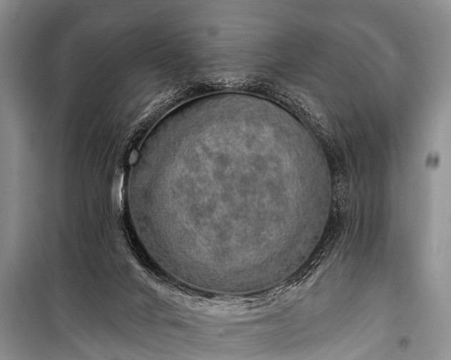 X0000100960024200807011343